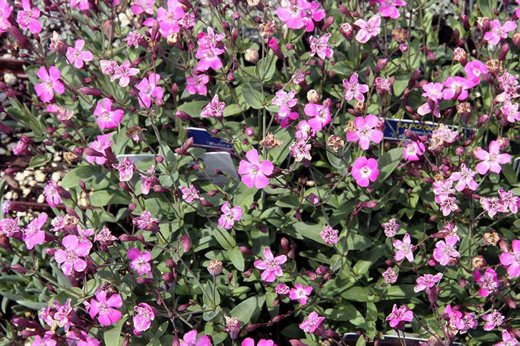 Мыльнянка базиликовидная 'Rubra Compacta'. Фото с сайта commons.wikimedia.org