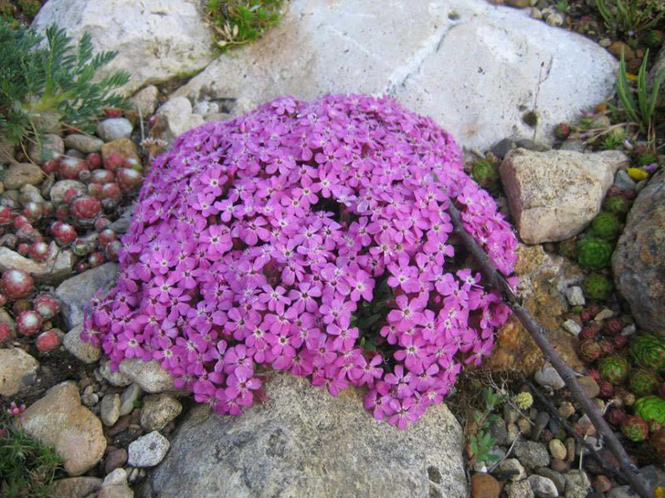 Мыльнянка брессингемская. Фото: © Дубова Галина, flower.onego.ru