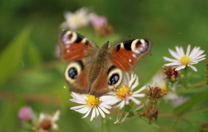 Фото В.Кузьмин (май, 2025)