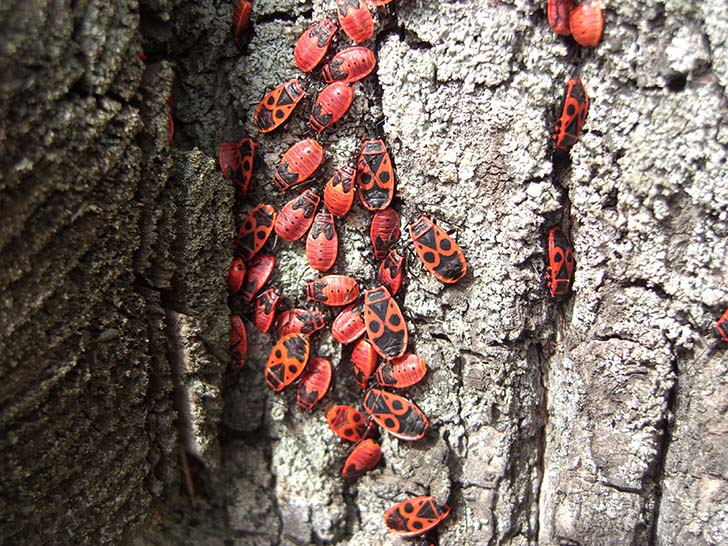 Фото В.Кузьмин (май, 2025)