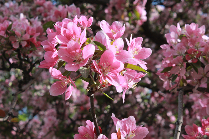Фото В.Кузьмин (Москва, 9 мая 2025)