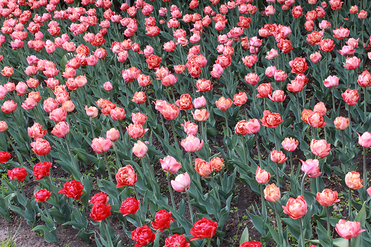 Фото В.Кузьмин (Москва, 9 мая 2025)