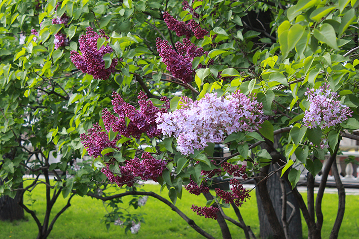 Фото В.Кузьмин (Москва, 9 мая 2025)