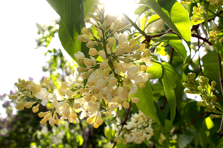 Фото В.Кузьмин (Москва, 9 мая 2025)