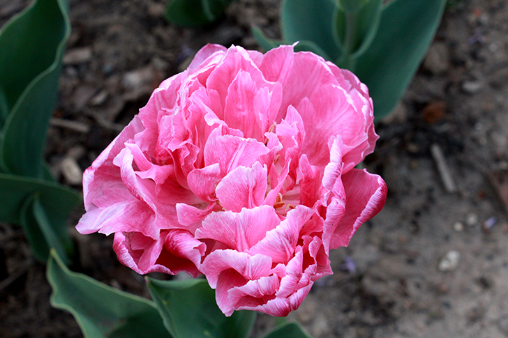 Фото В.Кузьмин (Москва, 9 мая 2025)