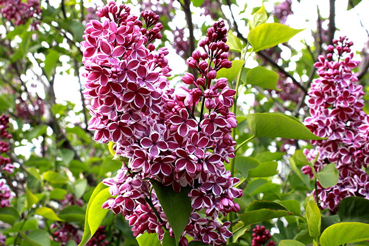 Фото В.Кузьмин (Москва, 9 мая 2025)