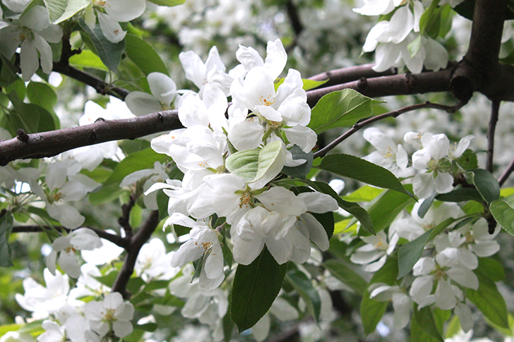 Фото В.Кузьмин (Москва, 9 мая 2025)