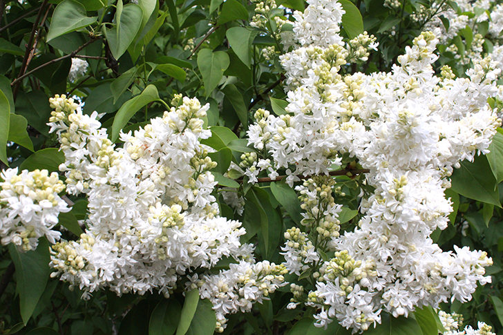 Фото В.Кузьмин (Москва, 9 мая 2025)