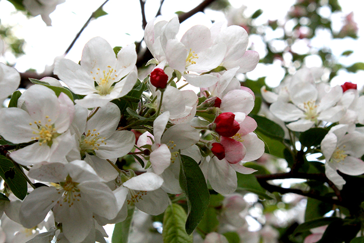 Фото В.Кузьмин (Москва, 9 мая 2025)
