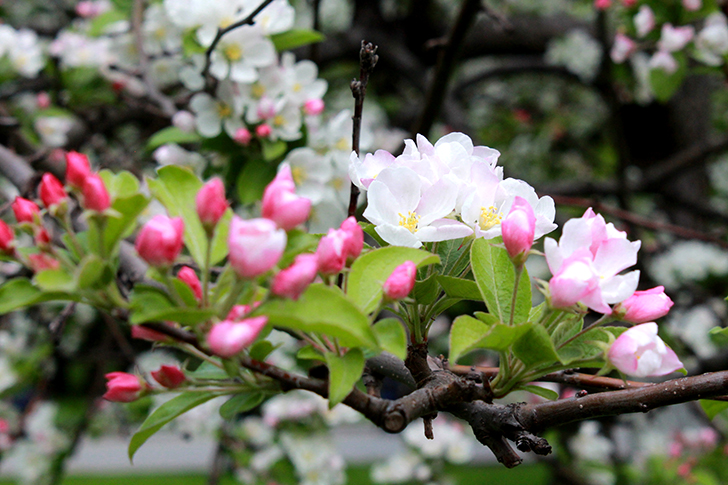 Фото В.Кузьмин (Москва, 9 мая 2025)
