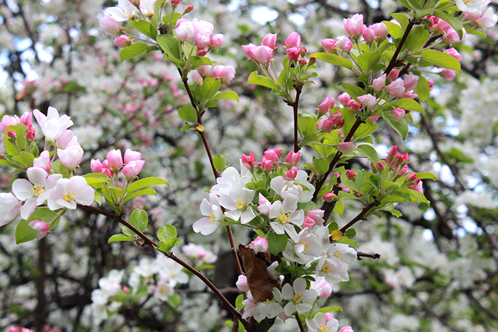 Фото В.Кузьмин (Москва, 9 мая 2025)