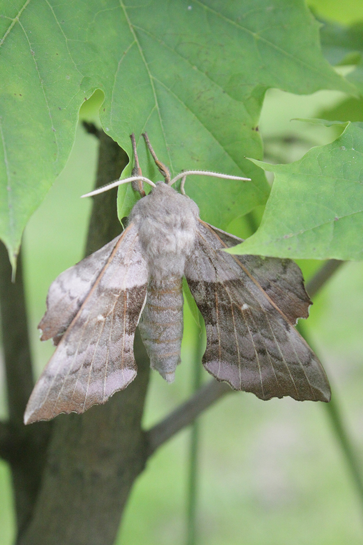 Фото В.Кузьмин (май, 2025)