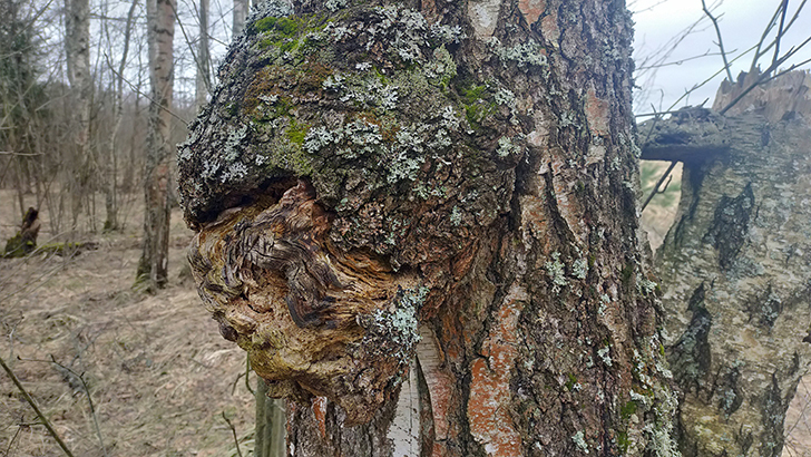 Фото В.Кузьмин (май, 2025)