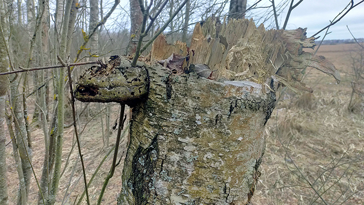 Фото В.Кузьмин (май, 2025)