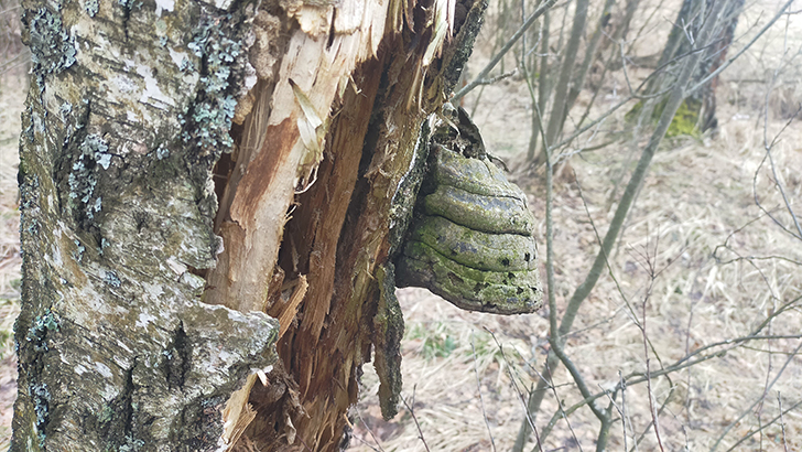 Фото В.Кузьмин (май, 2025)