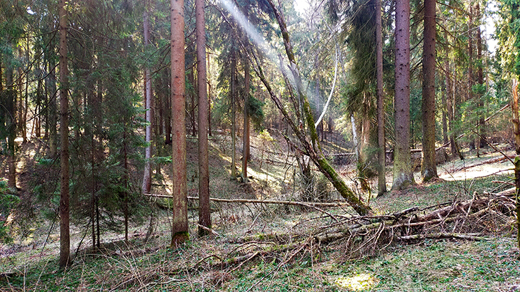 Фото В.Кузьмин (май, 2025)