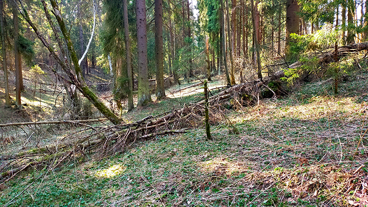 Фото В.Кузьмин (май, 2025)