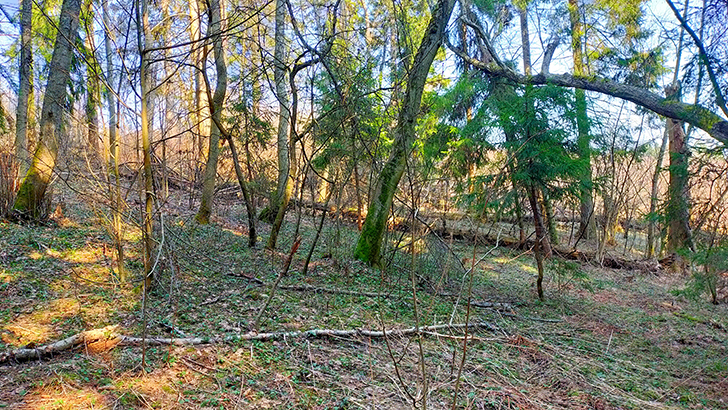 Фото В.Кузьмин (май, 2025)