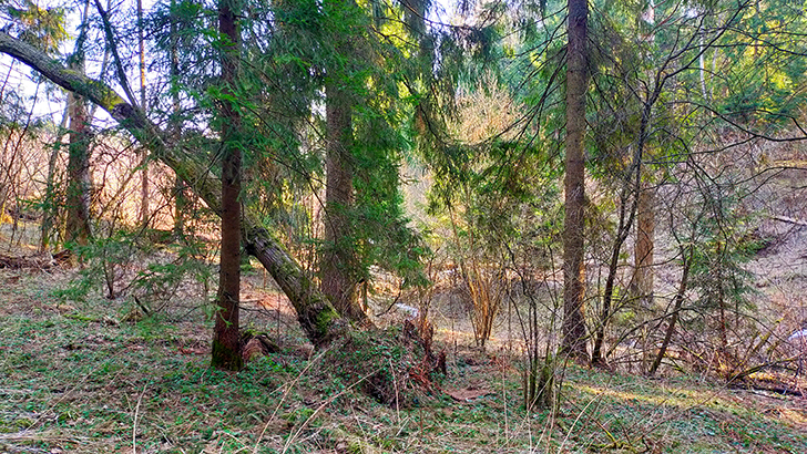 Фото В.Кузьмин (май, 2025)