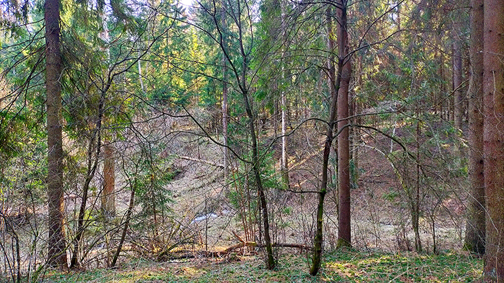 Фото В.Кузьмин (май, 2025)