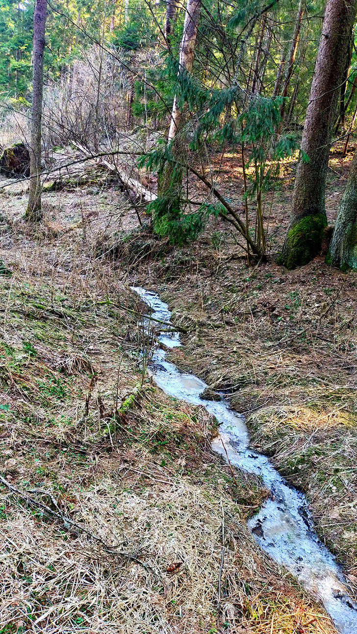 Фото В.Кузьмин (май, 2025)