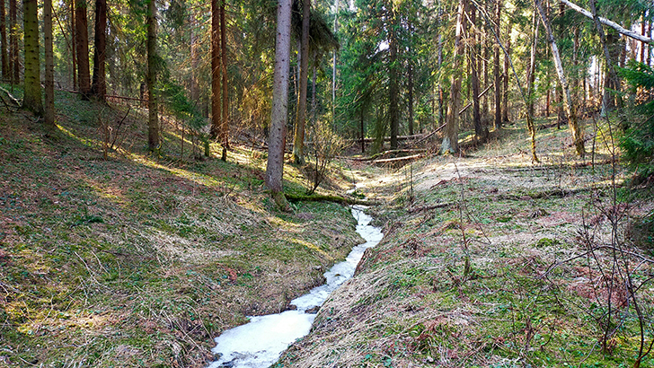 Фото В.Кузьмин (май, 2025)