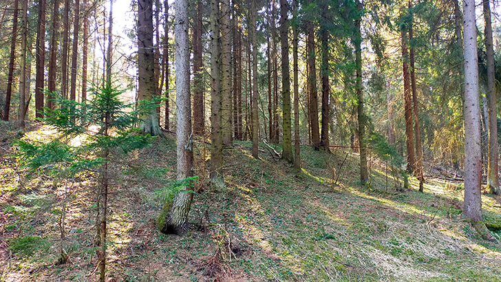 Фото В.Кузьмин (май, 2025)