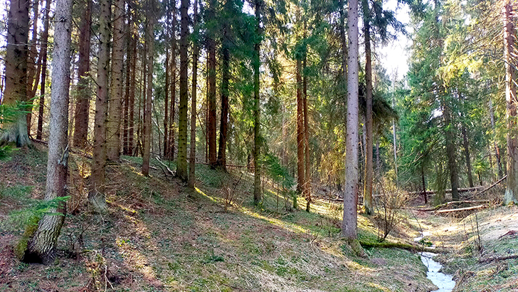 Фото В.Кузьмин (май, 2025)