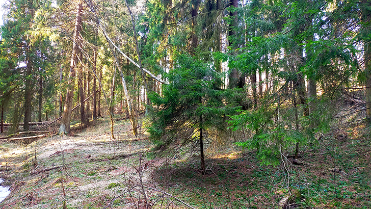 Фото В.Кузьмин (май, 2025)