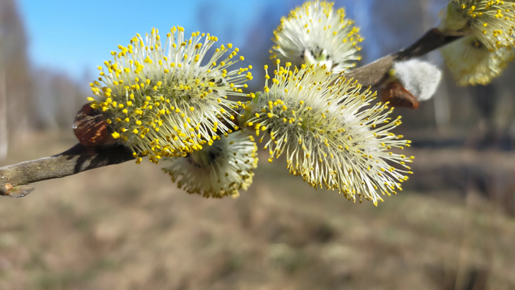 Фото В.Кузьмин (май, 2025)