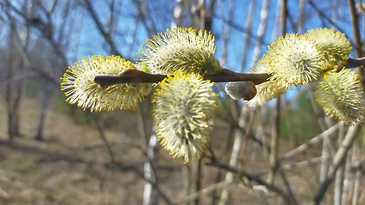 Фото В.Кузьмин (май, 2025)