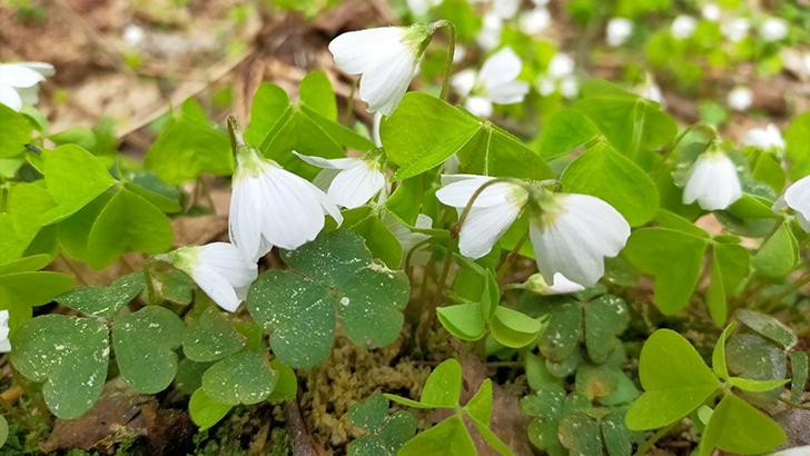 Фото В.Кузьмин (май, 2025)