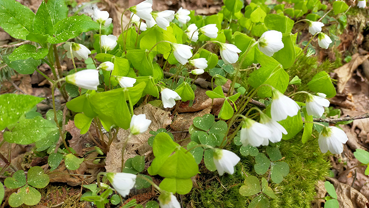 Фото В.Кузьмин (май, 2025)