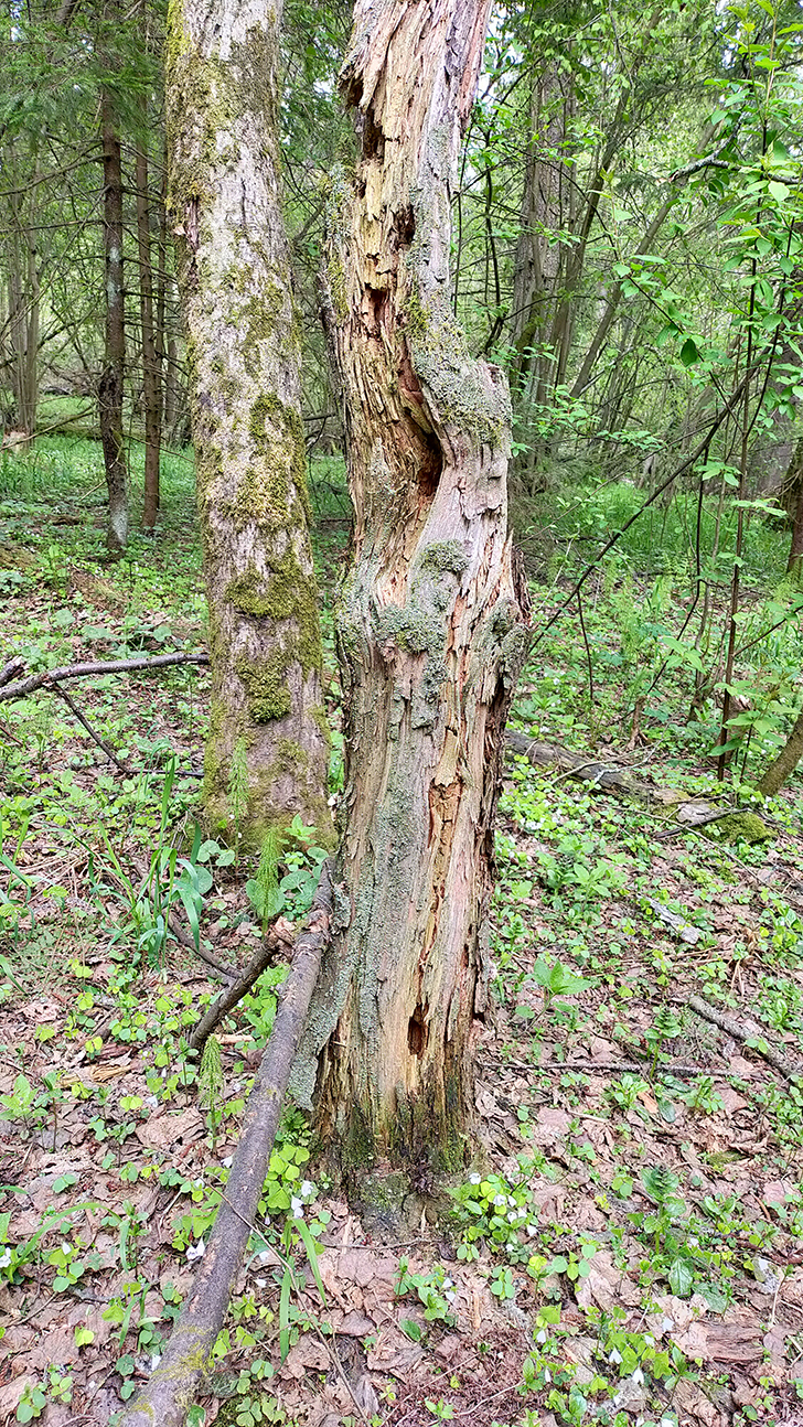 Фото В.Кузьмин (май, 2025)