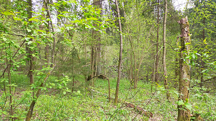 Фото В.Кузьмин (май, 2025)