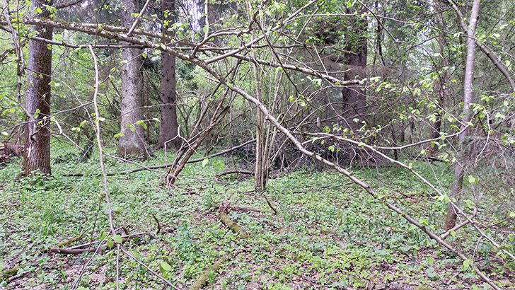 Фото В.Кузьмин (май, 2025)