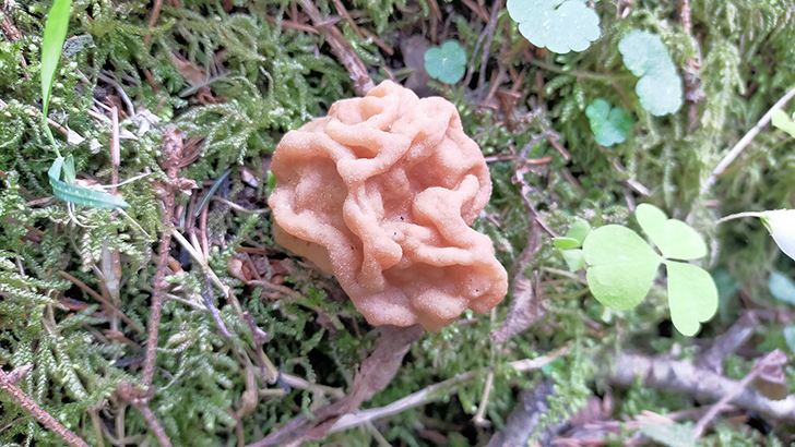 Фото В.Кузьмин (май, 2025)