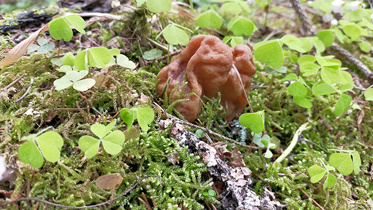 Фото В.Кузьмин (май, 2025)