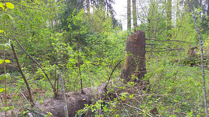 Фото В.Кузьмин (май, 2025)