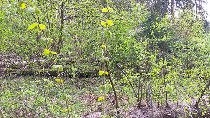 Фото В.Кузьмин (май, 2025)
