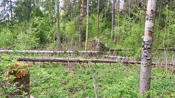 Фото В.Кузьмин (май, 2025)