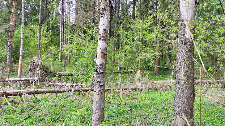 Фото В.Кузьмин (май, 2025)