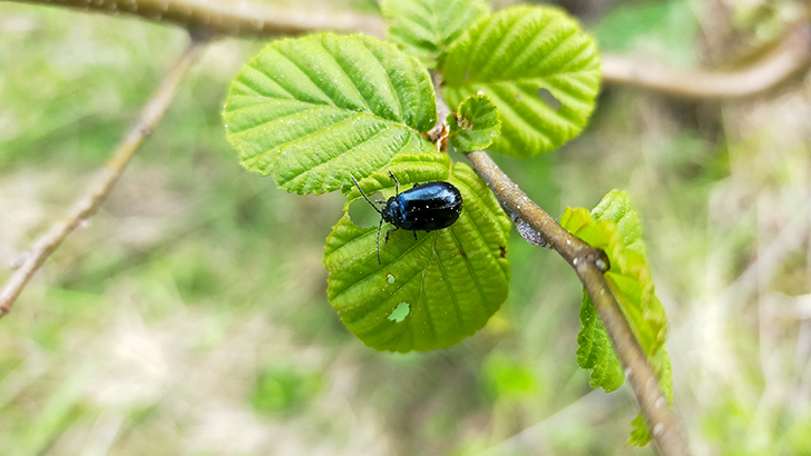 Фото В.Кузьмин (май, 2025)