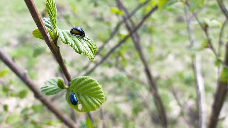 Фото В.Кузьмин (май, 2025)