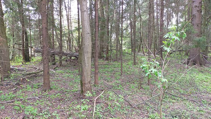 Фото В.Кузьмин (май, 2025)