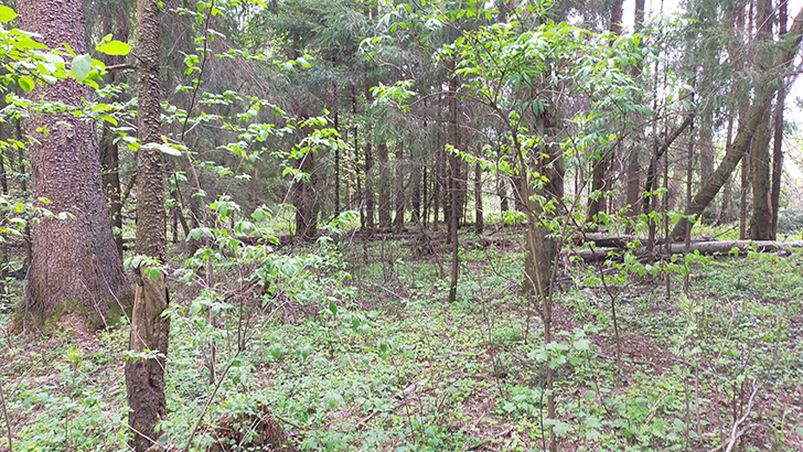 Фото В.Кузьмин (май, 2025)