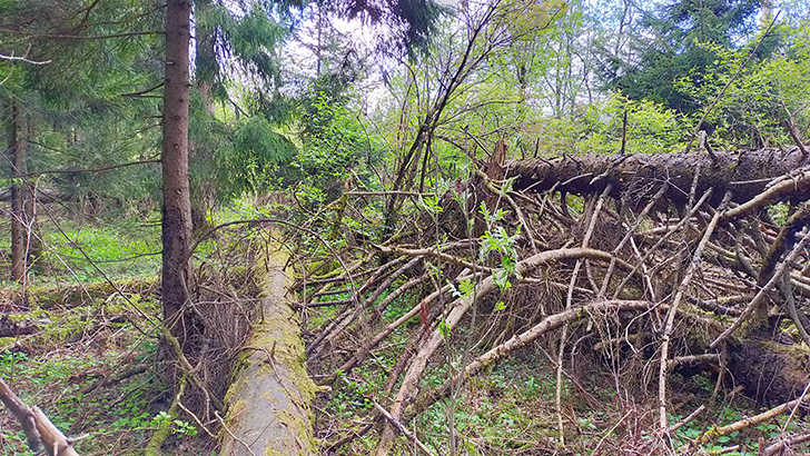 Фото В.Кузьмин (май, 2025)