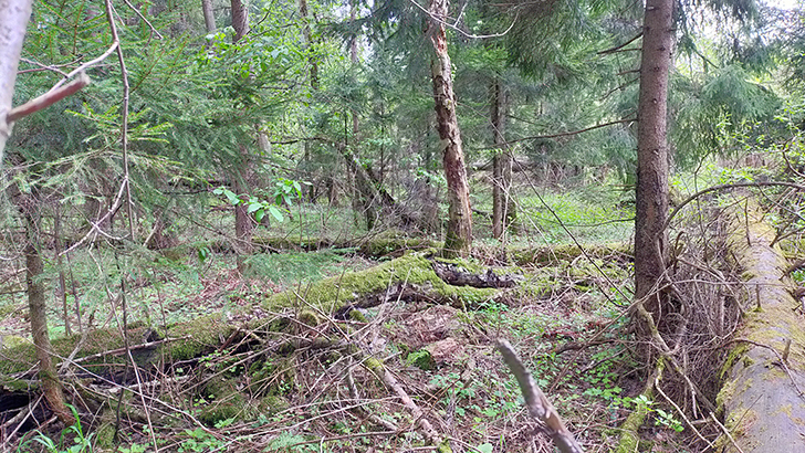 Фото В.Кузьмин (май, 2025)