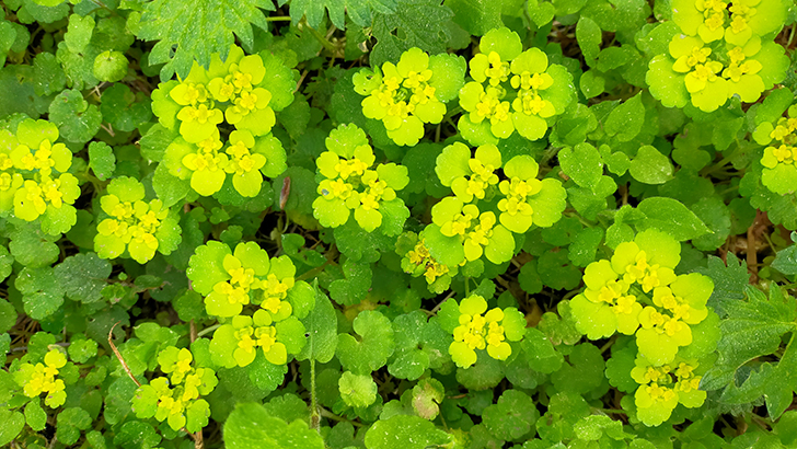 Фото В.Кузьмин (май, 2025)