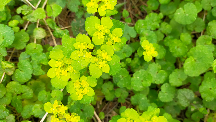 Фото В.Кузьмин (май, 2025)